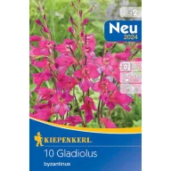   Bulb Floarea spadei rezistentă la iarnă (Gladiolus comm.ssp.byzantinus) 10 buc Kiepenkerl
