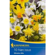   Bulb Narcisa Mix miniatural (mix de gradina de rock) Kiepenkerl 10 buc