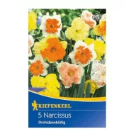 Bulb Narcisă orhidee amestec de flori Kiepenkerl 5 buc