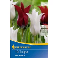 Bulb Tulip mix Foc și gheață Kiepenkerl 10 buc