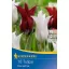 Bulb Tulip mix Foc și gheață Kiepenkerl 10 buc