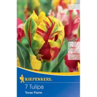   Bulb de flori Lalea (floare de papagal) Texas Flame Kiepenkerl 7 buc