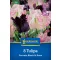 Bulb de flori Tulip-Duo Papagali negru și alb Kiepenkerl 7 buc