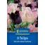 Bulb de flori Tulip-Duo Papagali negru și alb Kiepenkerl 7 buc