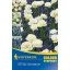 Bulb Culoare Symphony 'Sky Sensation' (lalea + perla) Kiepenkerl 28 buc