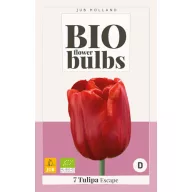 Bulb de flori BIO Tulip Escape 7 bucăți JUB