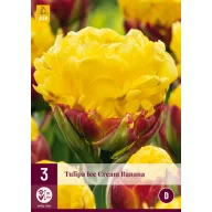 Bulb de flori Tulip Ice Cream Banana 3 bucăți JUB
