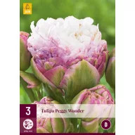 Floare Bulb Lalea Peggy Wonder 3 buc JUB