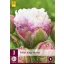 Floare Bulb Lalea Peggy Wonder 3 buc JUB