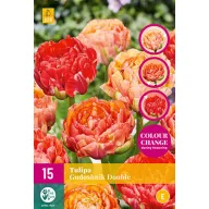 Bulb de flori Lalea Gudoshnik Doble 15 bucăți JUB