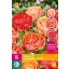 Bulb de flori Lalea Gudoshnik Doble 15 bucăți JUB