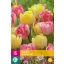 Bulb de flori Lalea Foxtrot Mix 15 buc JUB