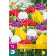 Bulb de flori Tulip Candy Love 10 bucăți JUB