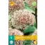 Ceapă înflorită Ceapă ornamentală (Allium) Karataviense 5 buc JUB