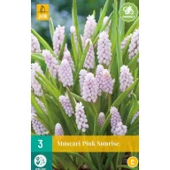 Bulb de flori Muscari Pink Sunrise 3 bucăți JUB