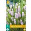 Bulb de flori Muscari Pink Sunrise 3 bucăți JUB
