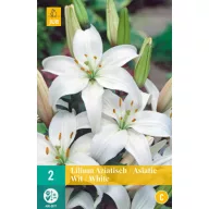 Bulb de flori crin (asiatic) alb 2 buc JUB