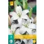 Bulb de flori crin (asiatic) alb 2 buc JUB