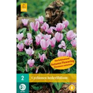   Bulb înflorit Cyclamen (Cyclamen hederifolium) 2 bucăți JUB