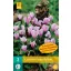 Bulb înflorit Cyclamen (Cyclamen hederifolium) 2 bucăți JUB