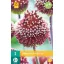 Bulb Ornamental Ceapă Roșie Mohican 2 buc JUB