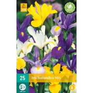Bulb Iris hollandia (floarea doamnei) mix 25 bucăți JUB