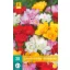 Bulbi de flori Fresia Mix dublu 20 bucăți JUB