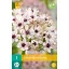 Bulb de înflorire Bulb ornamental Silver Spring 1pcs JUB