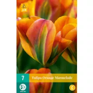 Bulb de flori Lalea Marmeladă de portocale 7 bucăți JUB