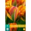 Bulb de flori Lalea Marmeladă de portocale 7 bucăți JUB