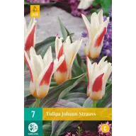 Floare bulb Lalea Johann Strauss 7 bucăți JUB