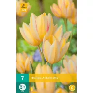 Bulb de flori Lalea Antoinette 7 bucăți JUB