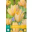 Bulb de flori Lalea Antoinette 7 bucăți JUB