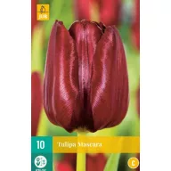 10 bulbi de lalea Mascara JUB