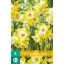 Bulb Narcisa Hunter Sunrise 5 buc JUB