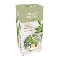 Hosta Aqua-Shade crin într-un ghiveci JUB