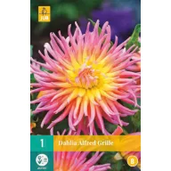Bulb Dahlia Alfred Grilă 1 bucată JUB
