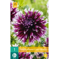 Bulb de flori Dahlia Alauna Clair-Obscur 1 JUB