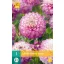 Bulb de dalie Melody Dixie 1 buc. JUB