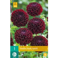 Bulb Dahlia Dark Spirit 1 bucată JUB