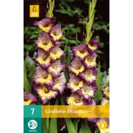 Bulb de flori Swordflower Dynamite 7 bucăți JUB