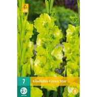 Bulb Sabie Floare Verde Stea 7 buc JUB