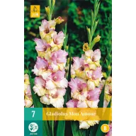 Bulb de flori Swordflower Mon Amour 7 bucăți JUB