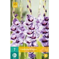 Bulb de flori Swordflower Passos 7 bucăți JUB