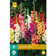 Bulb Swordflower mix de culori MIX 10 buc JUB