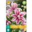 Bulb de flori Lily Magic Star 1 bucată JUB