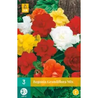 Bulb Begonia Grandifllora Mix 3 bucăți JUB