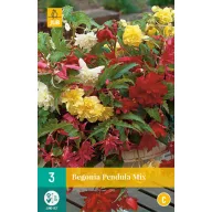 Bulb de flori Begonia Pendula Mix 3 bucăți JUB