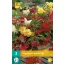 Bulb de flori Begonia Pendula Mix 3 bucăți JUB
