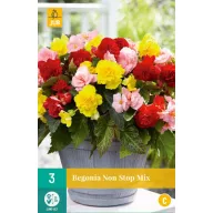 Bulb Begonia Non Stop Mix 3 bucăți JUB